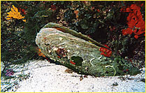 click to enlarge