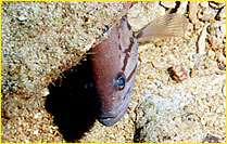 click to enlarge