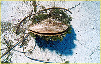 click to enlarge